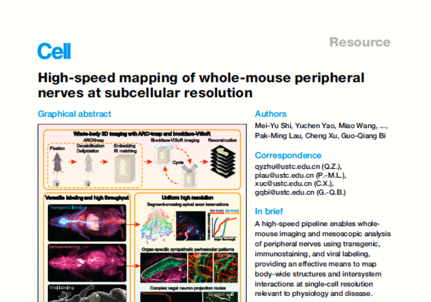 全球最快小鼠全身“高清CT”！單根神經纖維清晰可見
